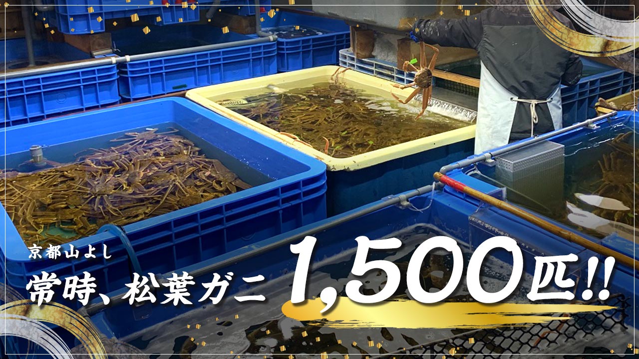 京都山よし　常時、松葉がに1500匹！！